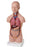 Nasco American 3B Scientific Mini-Torso - LY01011