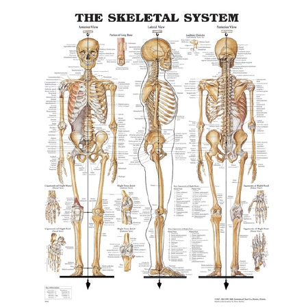 Nasco Anatomical Chart Skeletal System 20 X 26 Inch Metal Eyelets Laminated - SB06144