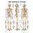 Nasco Anatomical Chart Skeletal System 20 X 26 Inch Metal Eyelets Laminated - SB06144