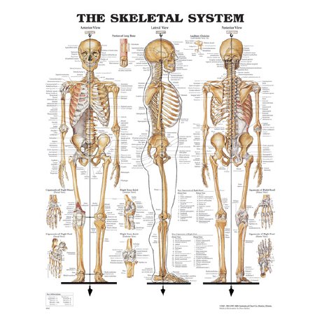 Nasco Healthcare - Anatomical Chart Skeletal System 20 X 26 Inch Metal Eyelets Laminated - SB06144