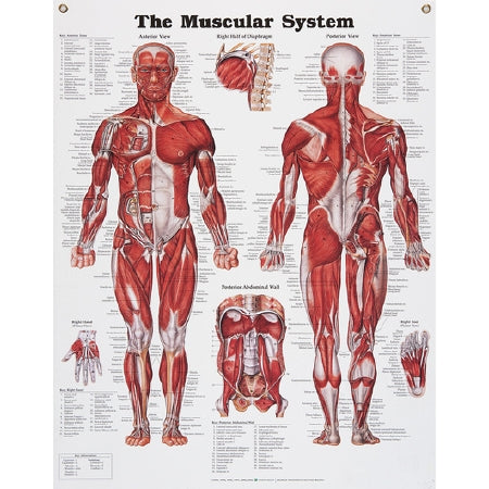 Nasco Anatomical Chart Muscular System 20 X 26 Inch Metal Eyelets Laminated - SB06145