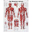 Nasco Anatomical Chart Muscular System 20 X 26 Inch Metal Eyelets Laminated - SB06145