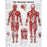Nasco Healthcare - Anatomical Chart Muscular System 20 X 26 Inch Metal Eyelets Laminated - SB06145