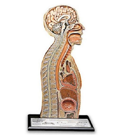 Nasco Nasogastric Tube Feeding Model - SB10239
