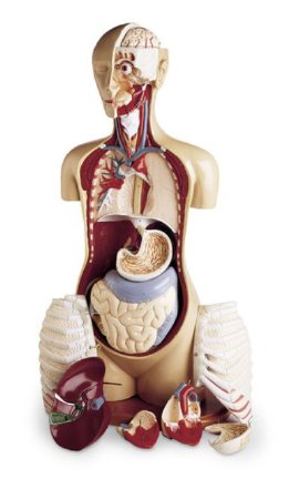 KnowBody - Adavanced Teaching Torso - SB19109