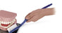Nasco American 3B Scientific Giant Toothbrush Only - SB23379G