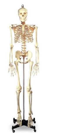 Nasco Wolters Kluwer Full-Size Skeleton 5 foot 6 Inch 46 lbs. - SB25209