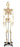 Nasco Wolters Kluwer Full-Size Skeleton 5 foot 6 Inch 46 lbs. - SB25209