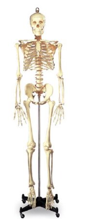Wolters Kluwer - Full-Size Skeleton 5 foot 6 Inch 46 lbs. - SB25209