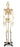 Wolters Kluwer - Full-Size Skeleton 5 foot 6 Inch 46 lbs. - SB25209