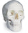 Nasco American 3B Scientific Classi Skull - SB33945
