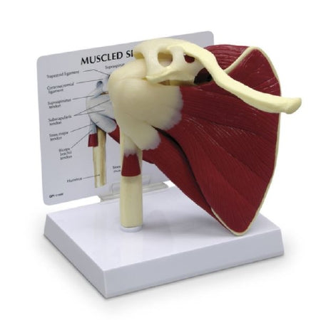 Nasco Galloway Plastics Muscled Shoulder Model - SB35469
