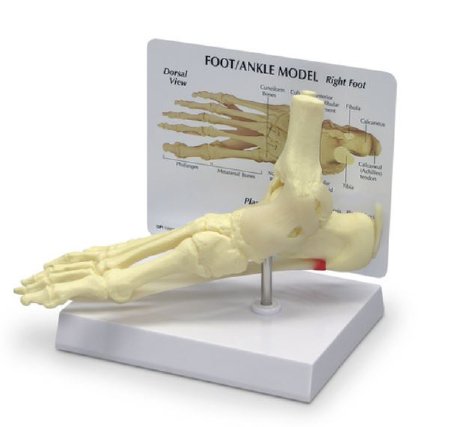 Nasco Galloway Plastics Foot/Ankle Model - SB35472G