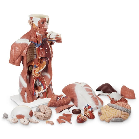 Nasco American 3B Scientific Muscle Torso / Internal Organs Model 79 lbs. Plastic - SB41400