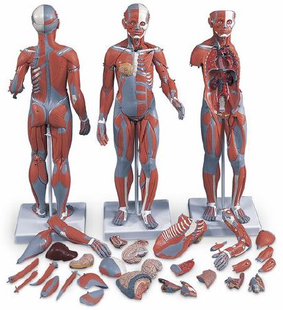 Nasco Healthcare - Muscular Figure - SB41425