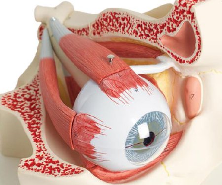 American 3B Scientific - Eye in Orbit 7-Part - SB41431
