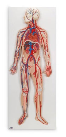 Nasco American 3B Scientific Circulatory system - S41436