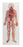 Nasco American 3B Scientific Circulatory system - S41436