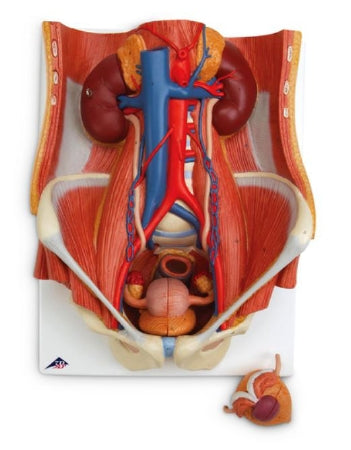Nasco American 3B Scientific Dual Sex Urinary System - SB41440