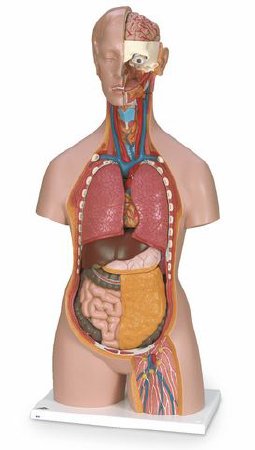 Classic 3B Scientific Unisex Torso - Torso Model 34 lbs. Plastic - SB41506