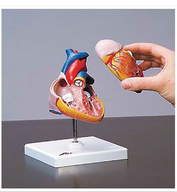 Nasco Classic Heart Model - SB41508