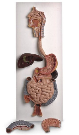 Nasco American 3B Scientific Digestive System 3-D Model - SB41510
