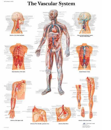 Nasco 3B Scientific Anatomical Chart Vascular System 200 Gram Paper Glossy - SB41519