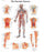 Nasco 3B Scientific Anatomical Chart Vascular System 200 Gram Paper Glossy - SB41519