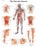 3B Scientific - Anatomical Chart Vascular System 200 Gram Paper Glossy - SB41519
