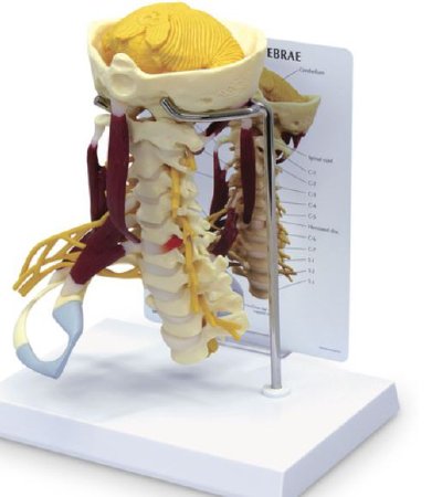 Nasco Healthcare - Life-Size Cervical Model with Muscles and Nerves - SB47322