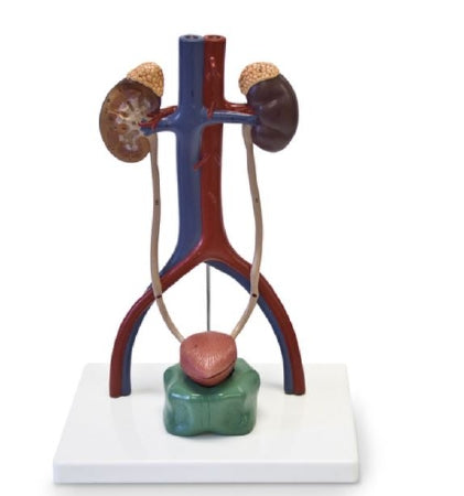 Nasco Healthcare - Urinary System Model 2.75 lbs. - SB49200