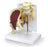 Galloway Plastics - Muscled Hip with Sciatic Nerve Model - SB49530