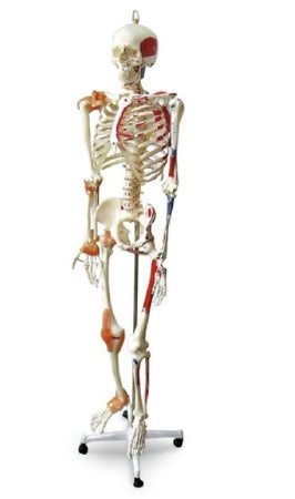 Nasco Full Size Skeleton Plastic - SB49572