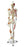 Nasco Full Size Skeleton Plastic - SB49572