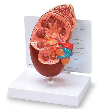 Nasco - Kidney Model - WA21315