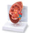 Nasco - Kidney Model - WA21315
