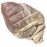 Nasco NASCO-Guard Preserved Specimens Preserved Pig Heart 4 to 5 Inch in Size, 4 Chambers - LS02530M