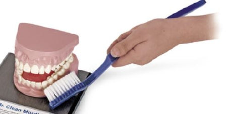 Nasco American 3B Scientific Giant Toothbrush Only - SB23379G