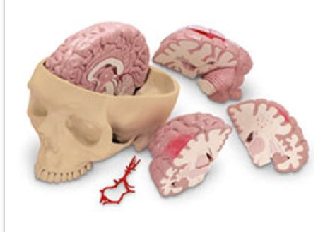 Nasco Nasco Brain Model - SB35428
