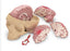 Nasco Nasco Brain Model - SB35428
