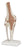 Nasco American 3B Scientific Functional Knee Joint Model - SB41404