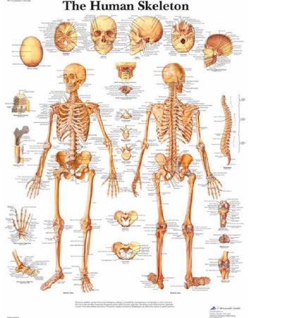 3B Scientific - The Human Skeleton Glossy Paper - SB41514