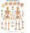 3B Scientific - The Human Skeleton Glossy Paper - SB41514
