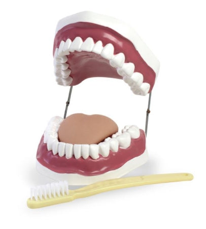 Nasco Nasco Oral Hygiene Model - SB48601G