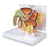 Nasco Male Pelvis BPH Model Male - SB49529