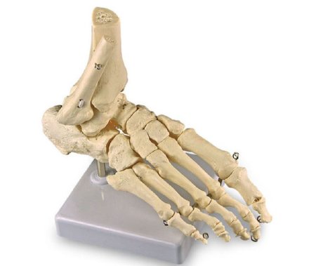 Nasco United Scientific Supply Foot Model - SB49824M