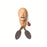 Laerdal Medical - Replacement HeadAnd Intubation With Lung - 300-10150