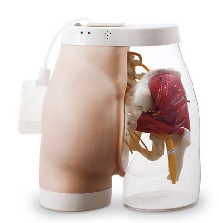 Simlab - Intramuscular Injection Model - SB31026