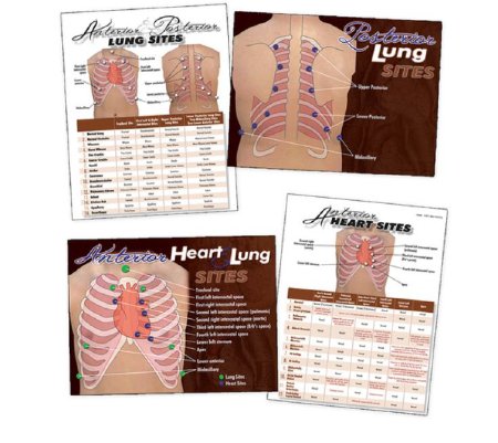 Nasco Nasco Heart & Lung Sites Visual Aids Complete Set - LF00684