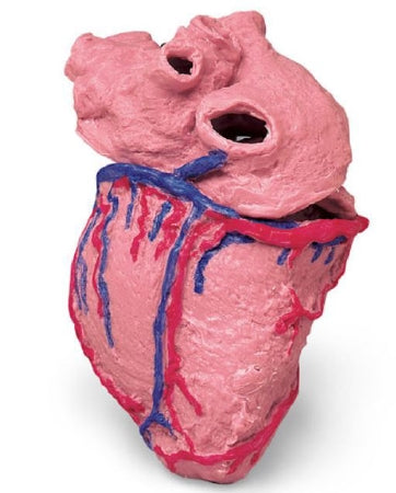Nasco Life/Form Human Heart Model - LF00964M
